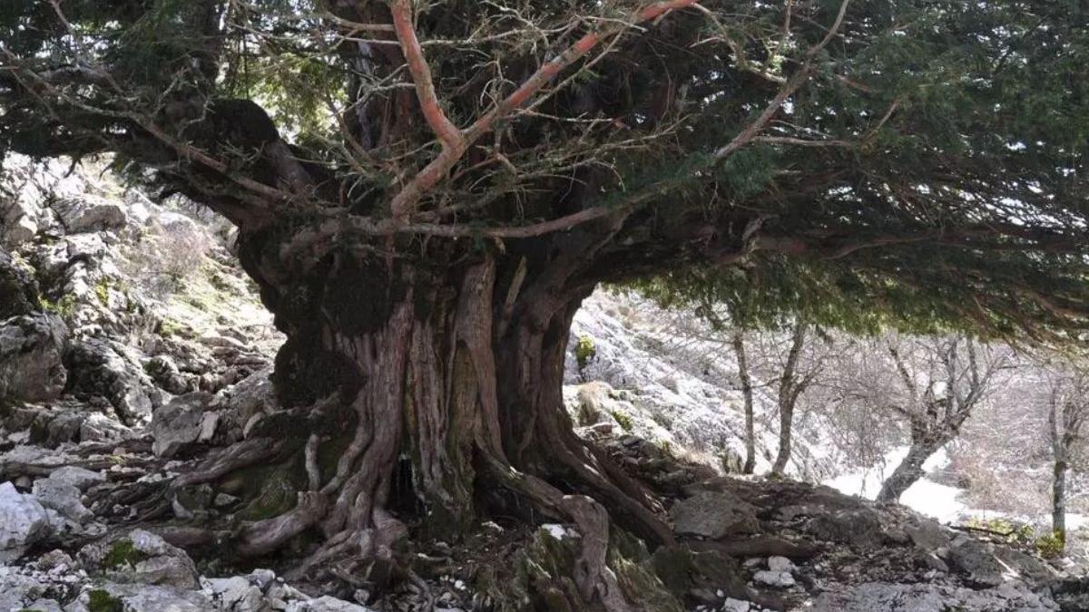 Esta es la provincia andaluza que alberga el ser vivo más antiguo de España un árbol con más de 2.000 años  Cazorla Rural
