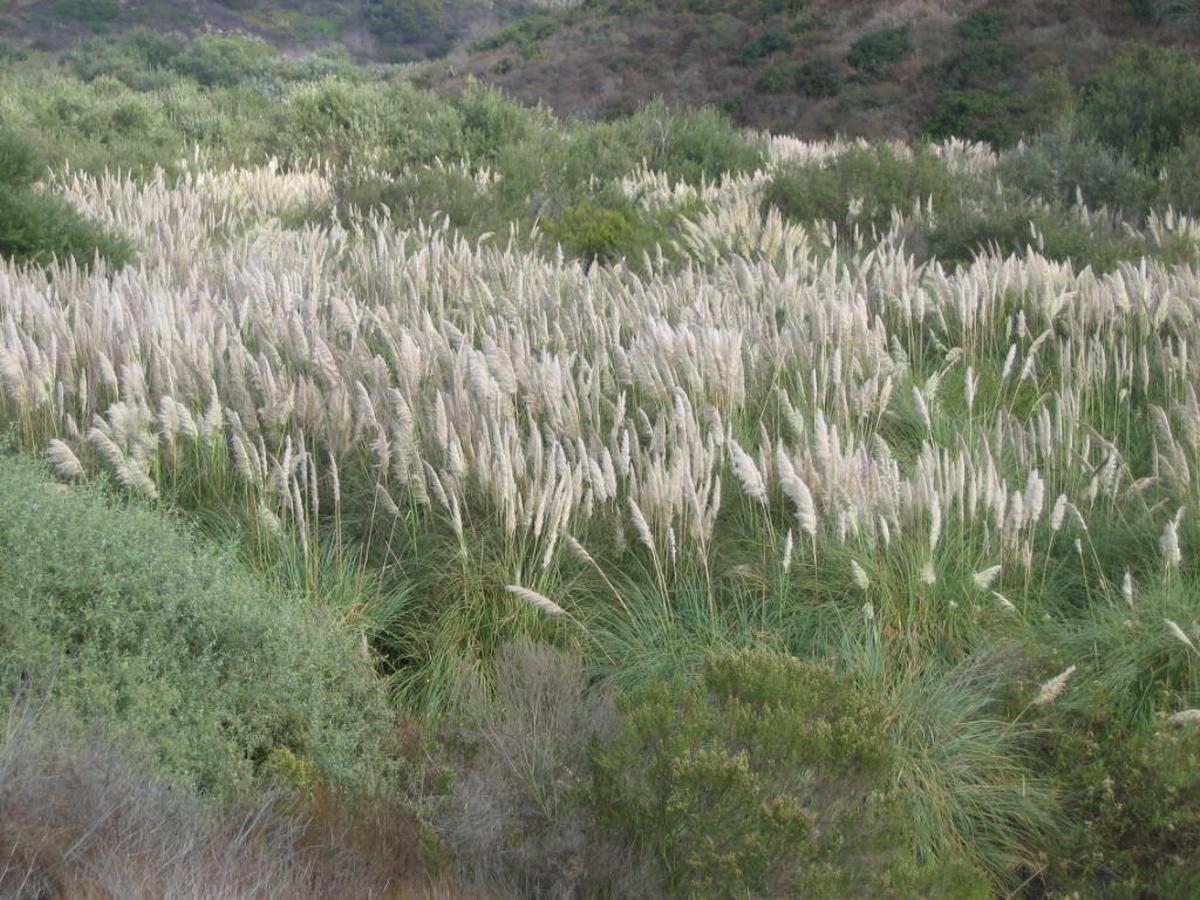 Así es el ‘Plumero de la Pampa’ que invade los humedales de España