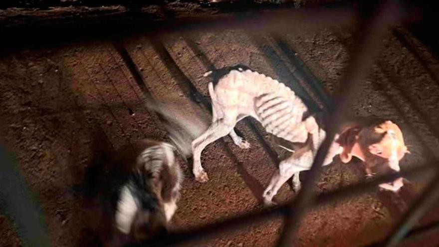 Encuentran en Manacor una finca con varios perros en avanzado estado de desnutrición