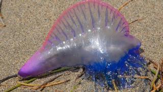 Aparecen medusas en la playa de Las Teresitas
