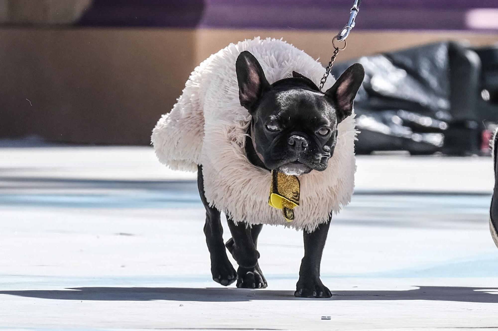 Carnaval Canino de Las Palmas 2022