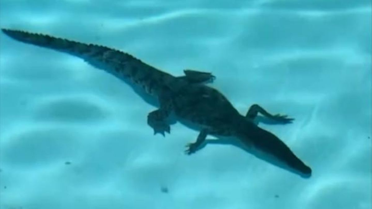Un cocodrilo se da un baño en la piscina de un lujoso hotel en Australia