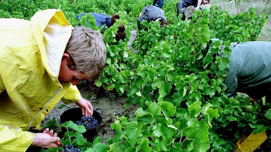 ¿Por qué nos gusta tanto la garnacha?: el atractivo de una uva que se cultiva por gran parte de España