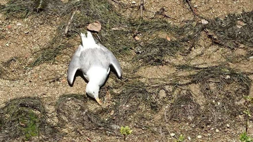 Una de las gaviotas halladas muertas el pasado julio en las cercanías de Beiramar en Oleiros.