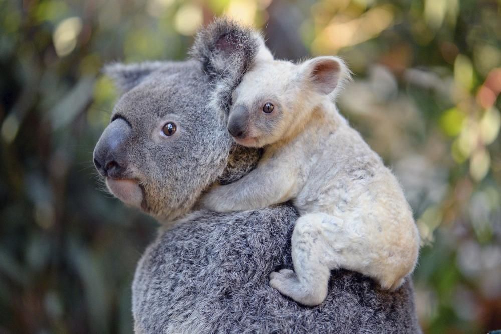 Neix una coala blanca a Austràlia