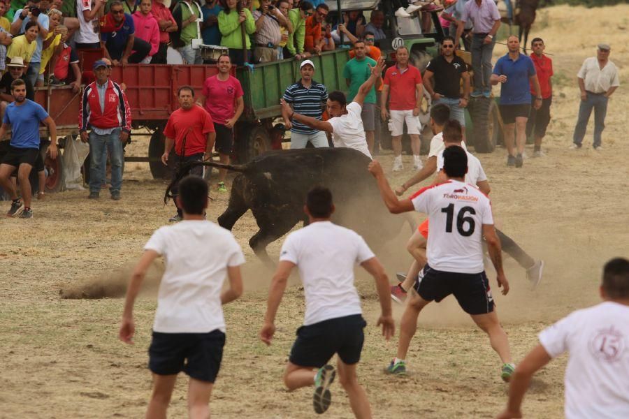 Segundo encierro taurino en Guarrate