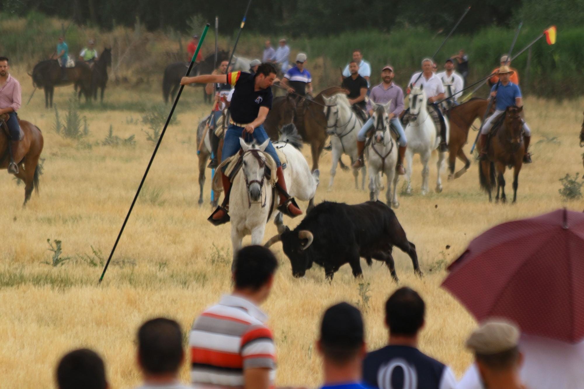 GALERÍA | Encierro mixto en Vadillo de la Guareña