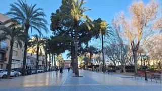 Compromís Silla quiere salvar el palmeral histórico del Parc de l’Estació