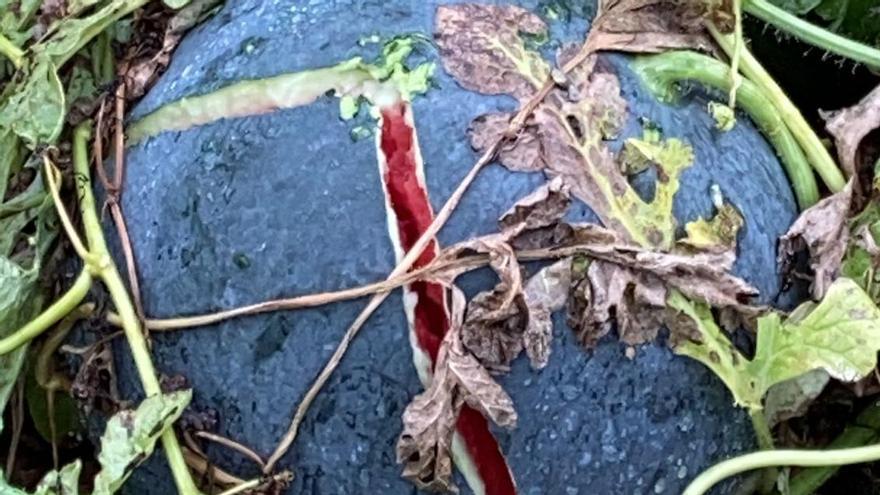 Imagen de sandías destrozadas por el granizo.