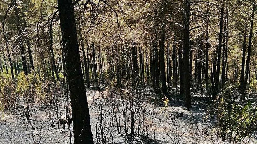 Vista d&#039;una zona afectada pel foc