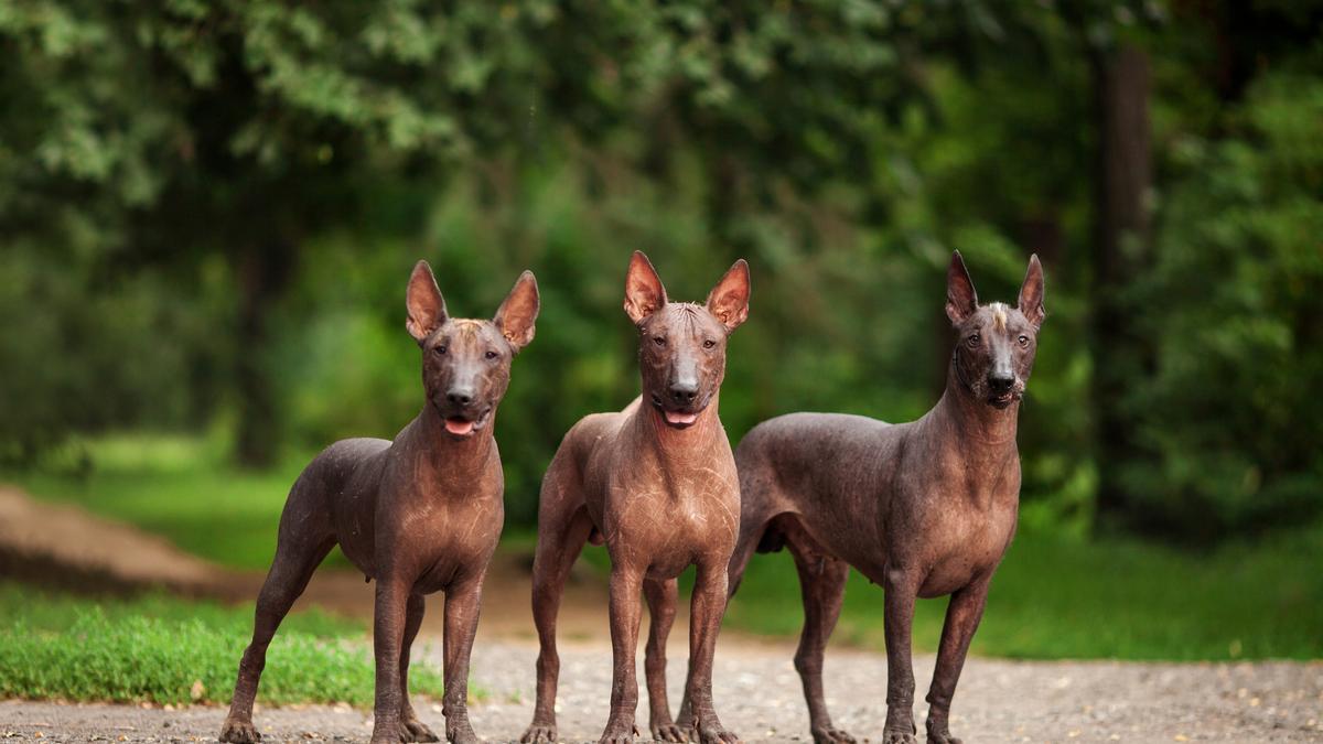 En estos países te encontrarás perros que no has visto en ningún otro sitio