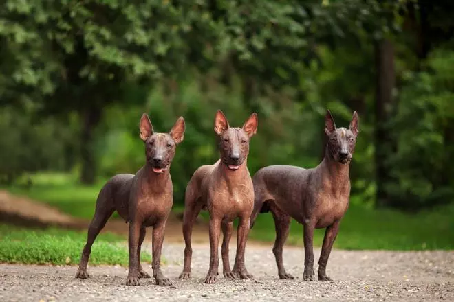En estos países te encontrarás perros que no has visto en ningún otro sitio