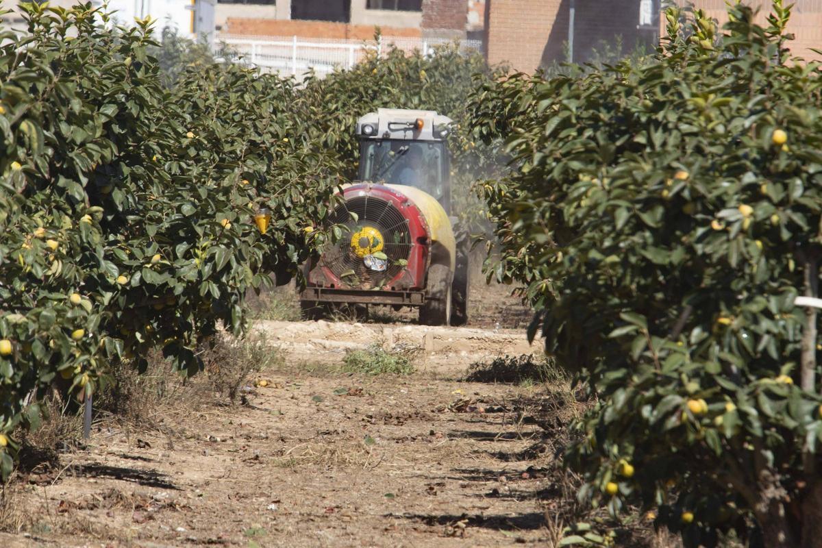 Un agricultor trabaja en una parcela de Carlet, en una imagen de archivo.