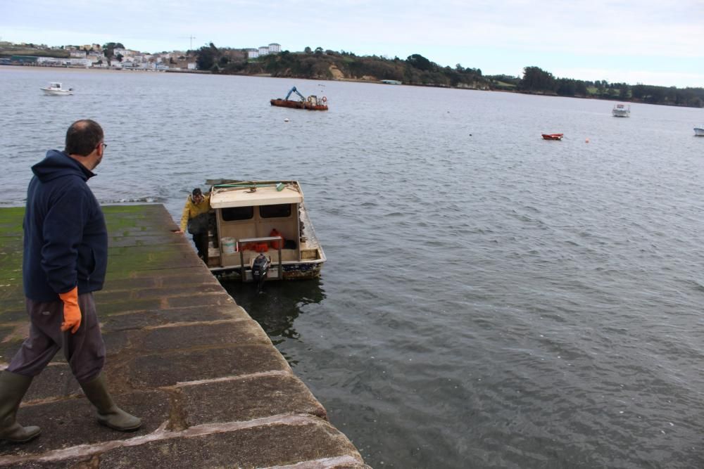 Ostras en la ría del Eo