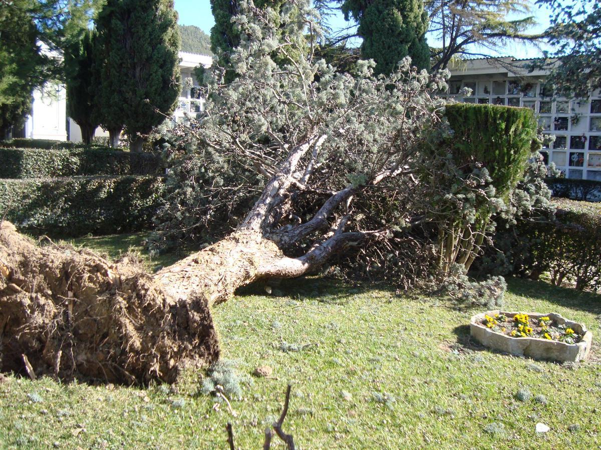Arbre que va caure al parc de la plaça del Pi