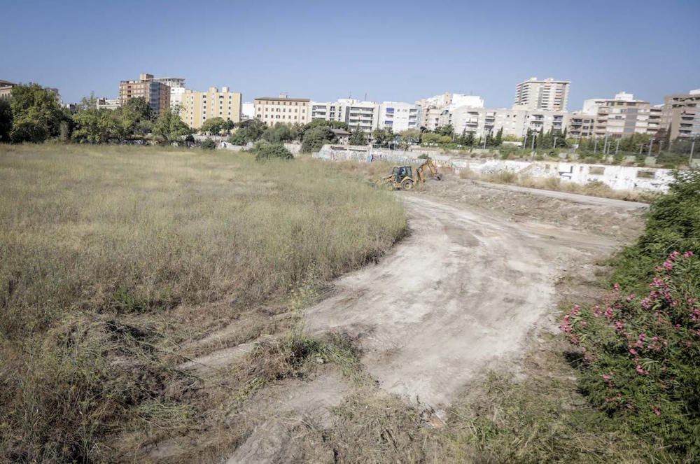 El futuro bosque urbano de Palma, en marcha