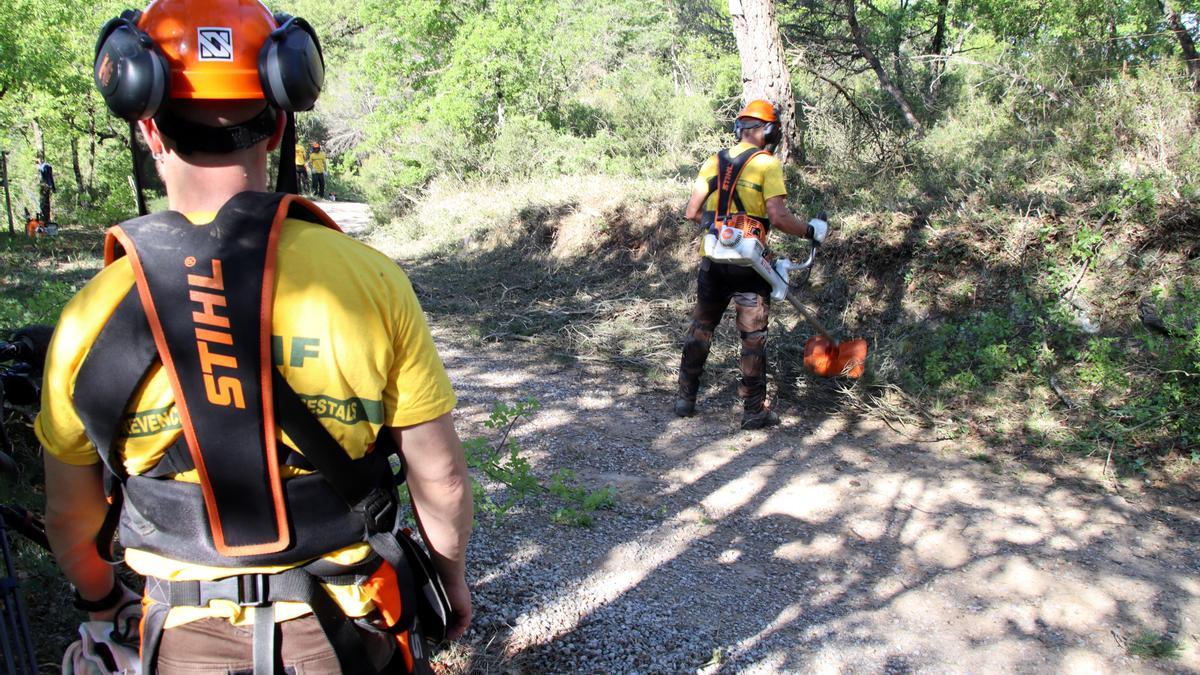 Tasques de gestió forestal en una finca de Muntanyola per reduir el risc d&#039;incendi