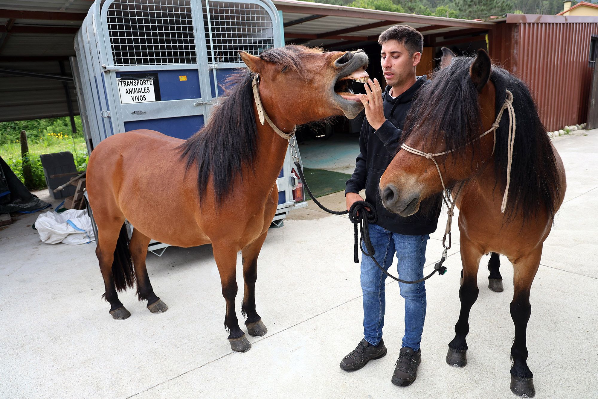 La aventura de Galo, Grelo y el “cowboy” de Baiona