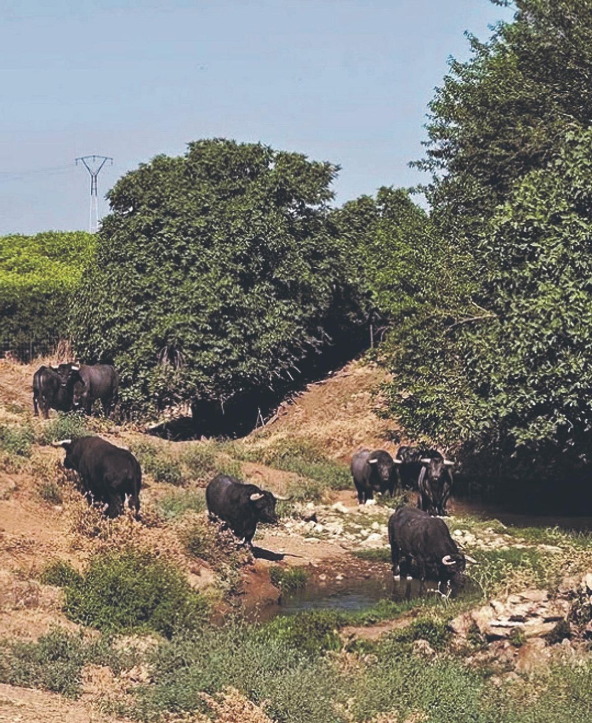 Toros de la ganadería de La Quinta, en la finca.