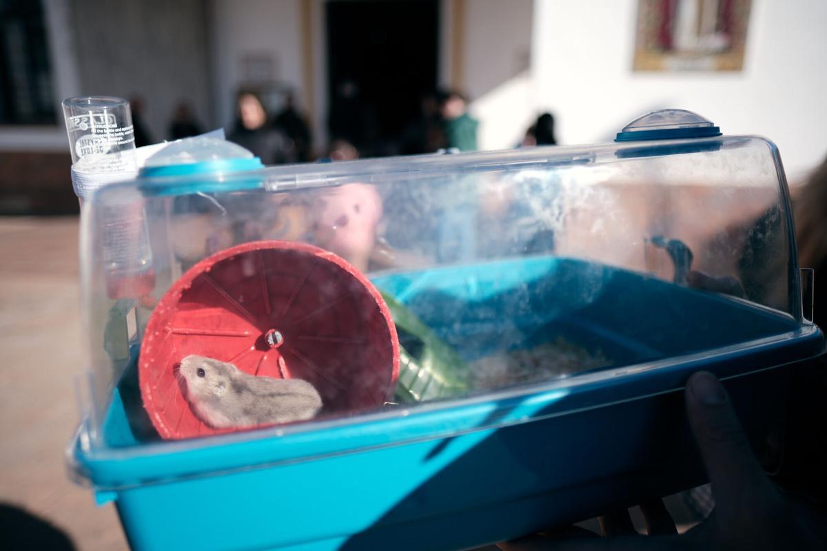 Churriana celebra la bendición de San Antón Churriana celebra la bendición de San Antón