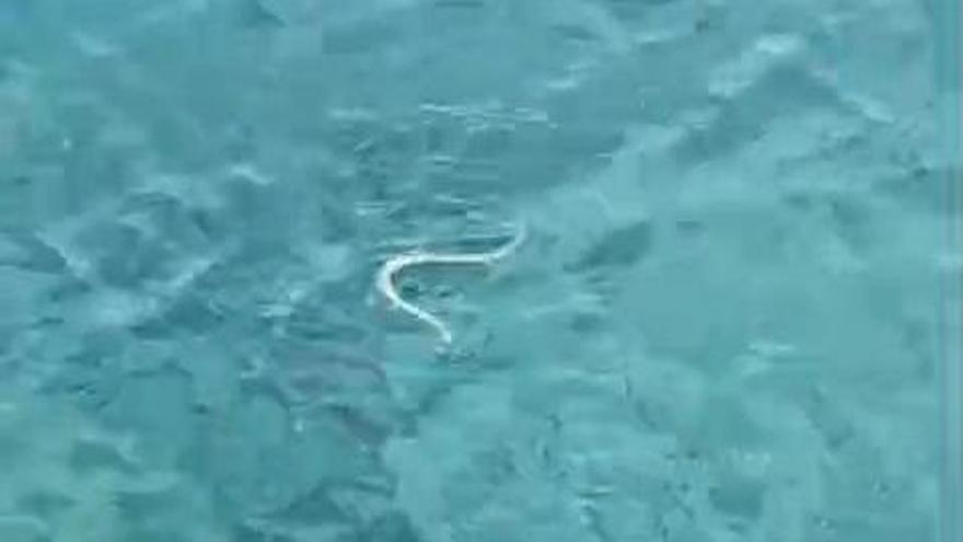 Schlange schwimmt auf ein Inselchen vor Ibiza