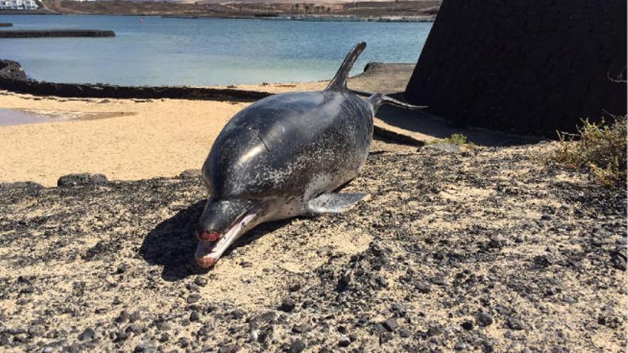 El plástico ya está detrás de al menos tres de cada cien muertes de cetáceos