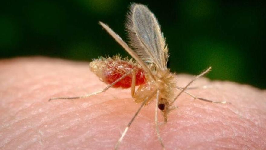 Todas las claves de los repelentes de mosquitos