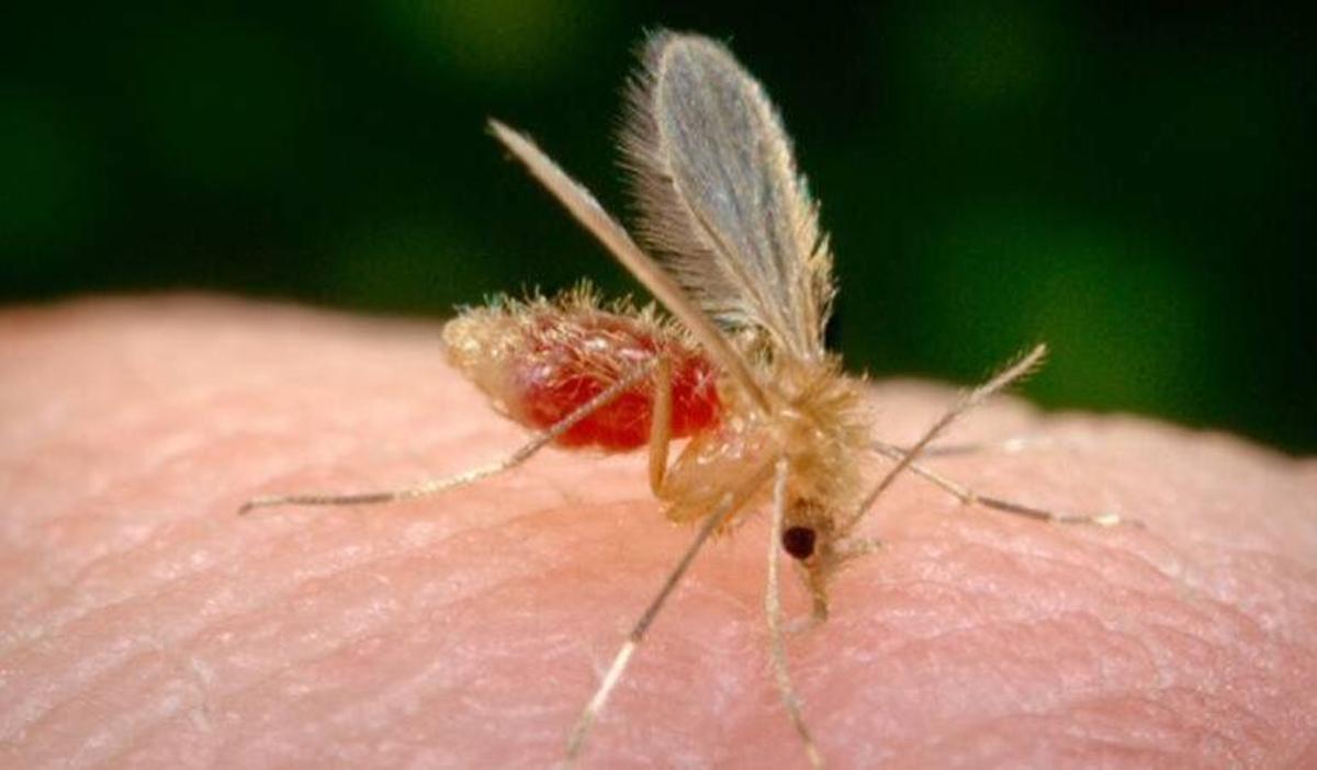Todas las claves de los repelentes de mosquitos