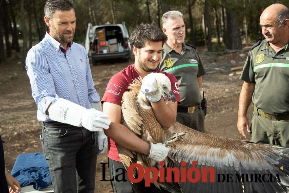 Liberan un Buitre Leonado en la Sierra de Mojantes