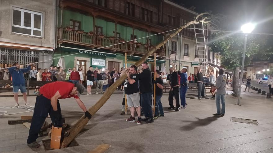 Los casados de la Pola cumplen y el roble ya se alza en Les Campes frente al álamo de los solteros