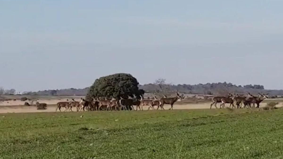 Imagen de la manada de ciervos grabada por un vecino de Mahíde. | D. R.