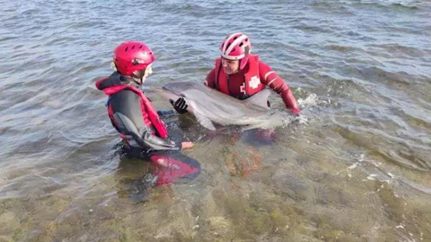 Rescatan a un delfín varado en Mazarrón