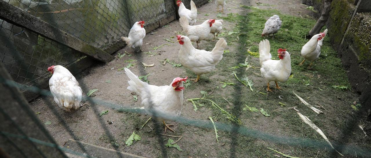 Un gallinero estradense.