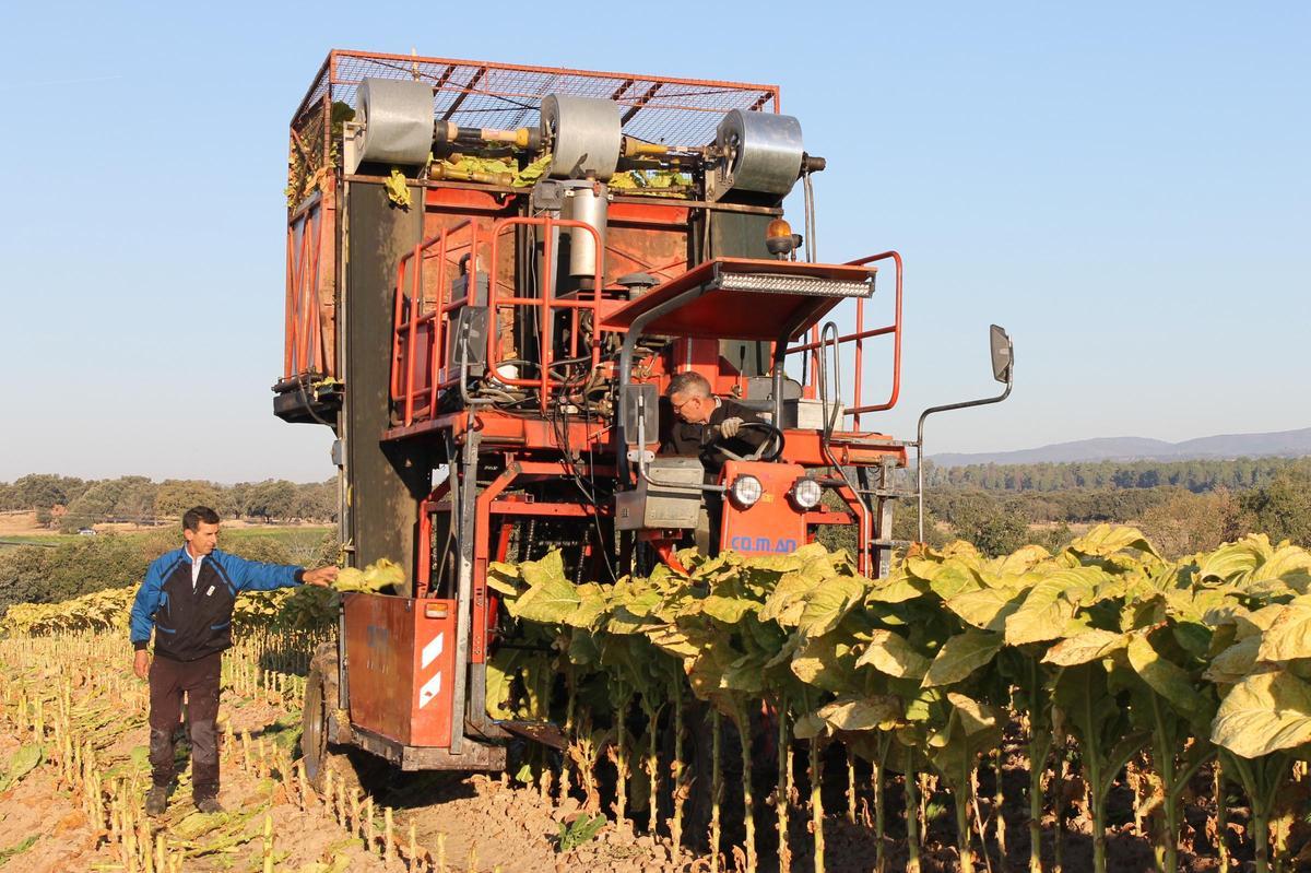 Trabajos de recolección de tabaco mecanizados.