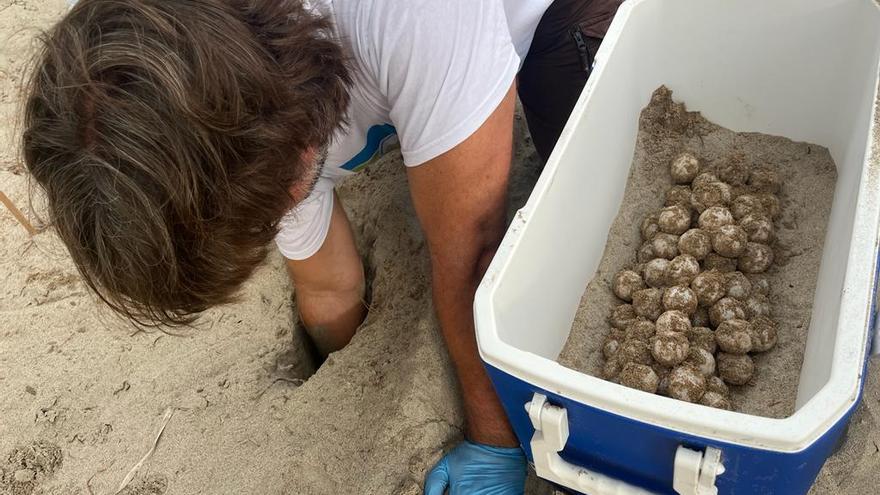Descubren en Dénia un nuevo nido con huevos de tortuga