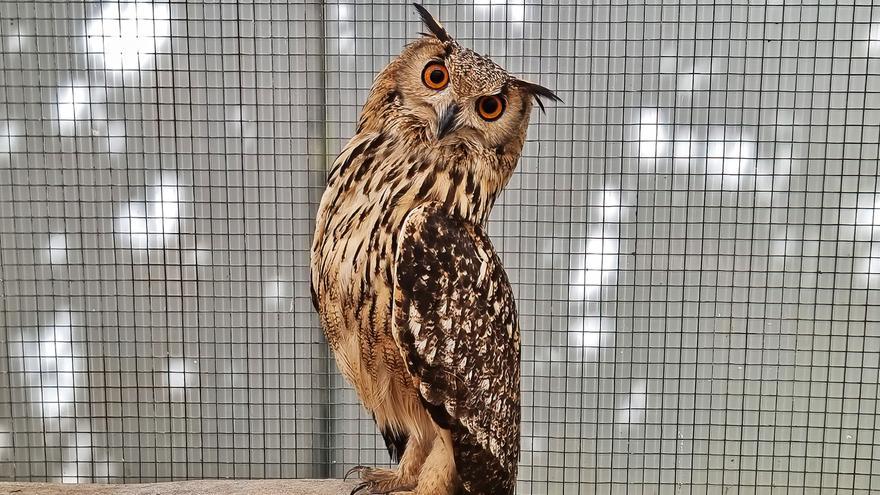 Un búho de bengala y un loro real amazónico, los nuevos huéspedes del Centro de Fauna Exótica de Santa Cruz