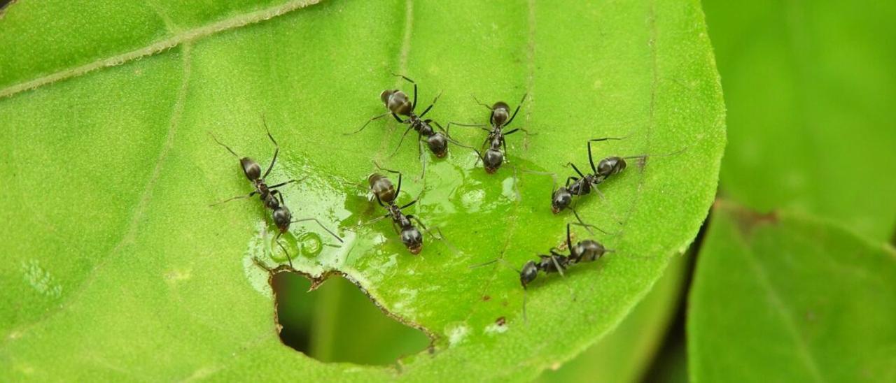 ¿Sabías que hay hormigas que esclavizan a otras y crían granjas de insectos?