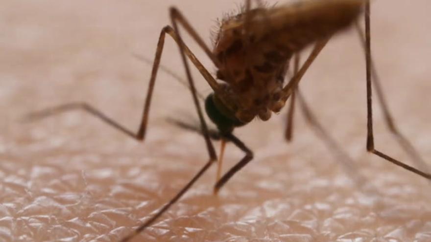 La trompa del mosquito se compone de seis estiletes especializados en diferentes funciones para chuparnos la sangre