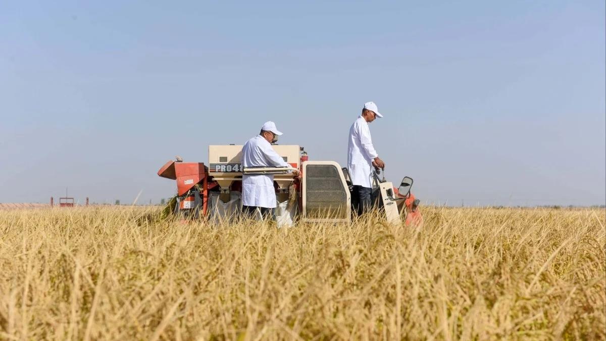 Científicos agrícolas chinos inventan un sistema para hacer fértiles los suelos salados