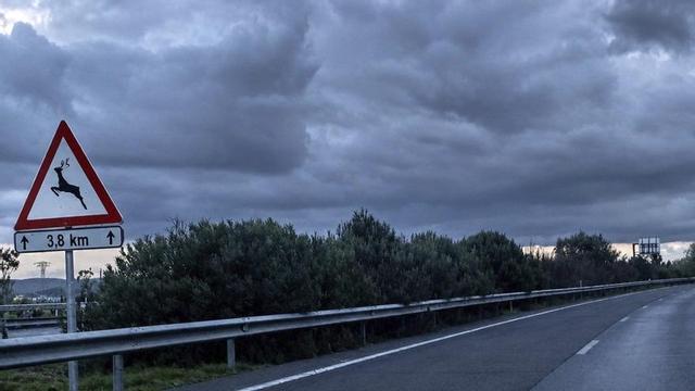Señal de tráfico que advierte a los conductores de la presencia en la zona de fauna silvestre en una carretera. | ARENAS
