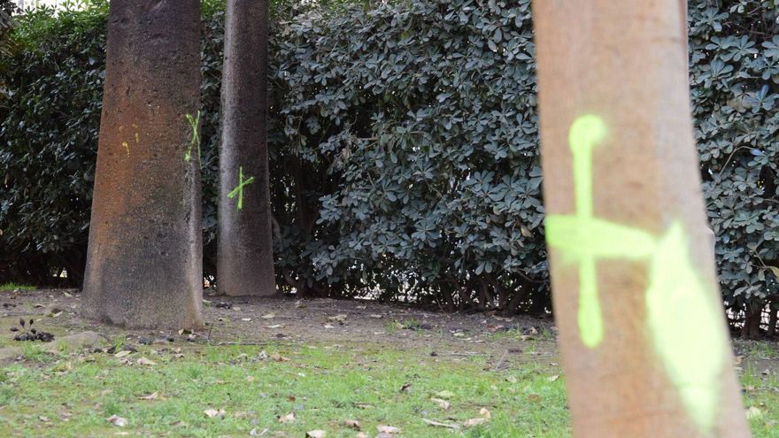 &quot;Hay que salvar el parque&quot;: vecinos de Los Remedios alertan de la tala de 20 árboles por la reurbanización de Altadis