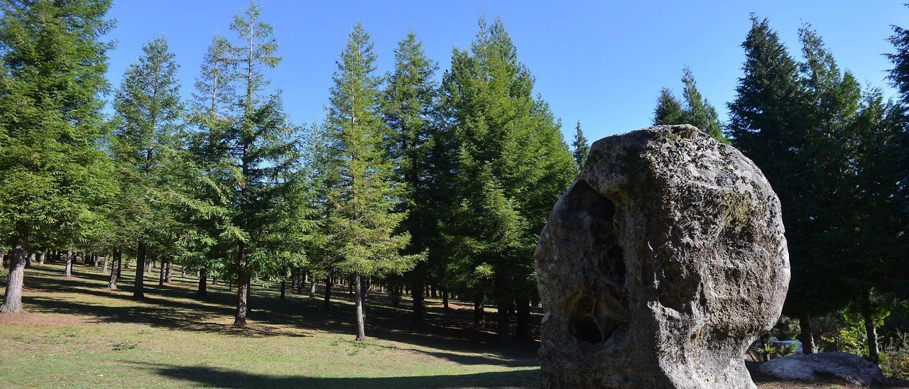 El "Bosque de Colón" en Poio.