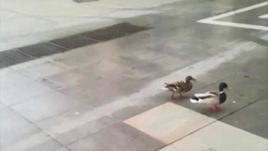 Los patos, de paseo por el centro de Zamora durante el confinamiento