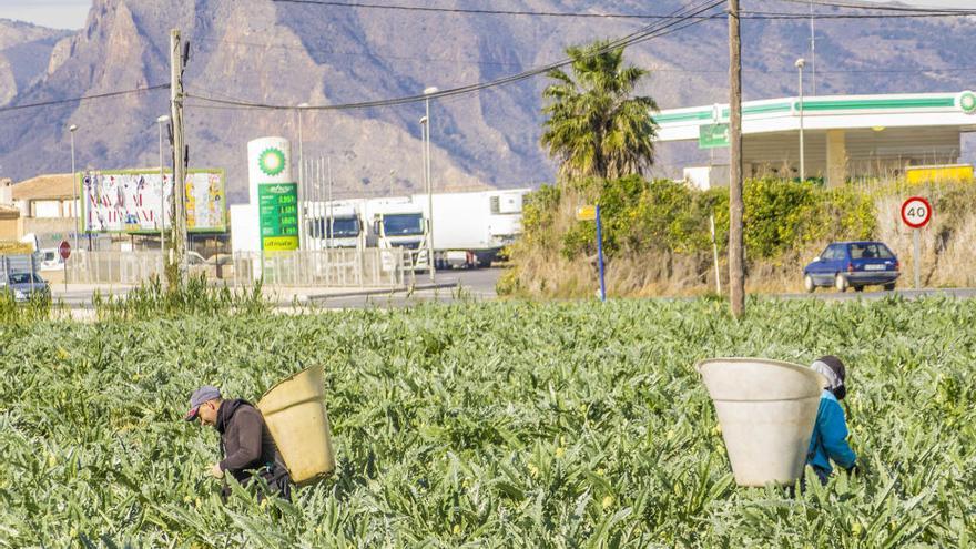 Recogida de alcachofas en la Vega Baja