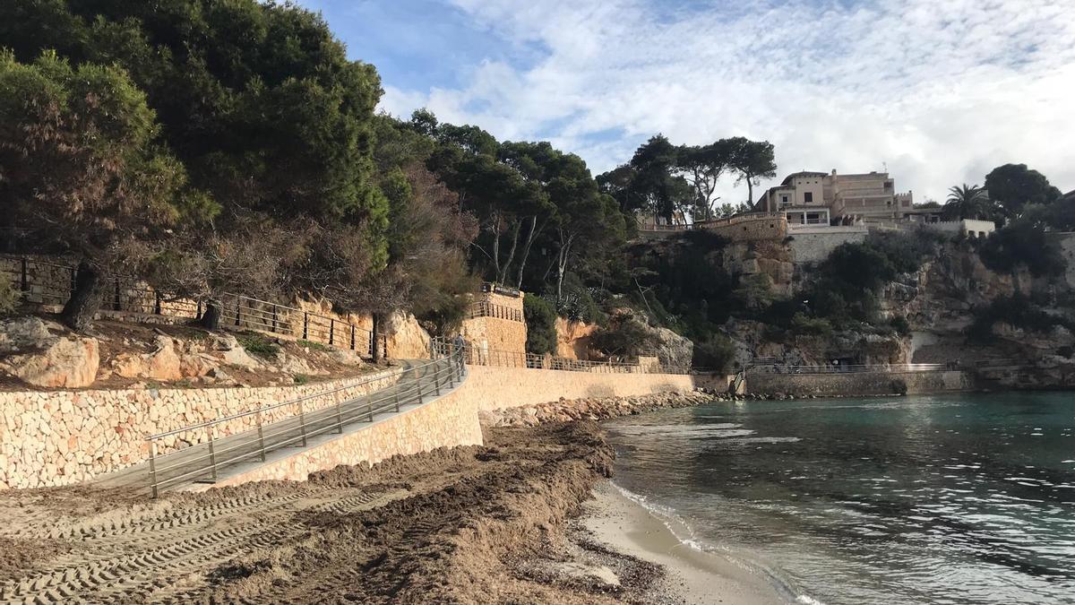 El Ayuntamiento ha depositado veinte metros cúbicos de restos de posidonia en la playa de Porto Cristo.