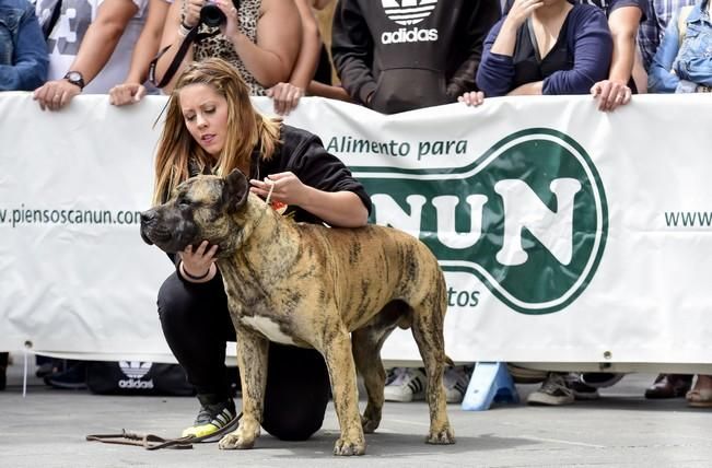 Celebración del I Certamen Nacional de perro ...