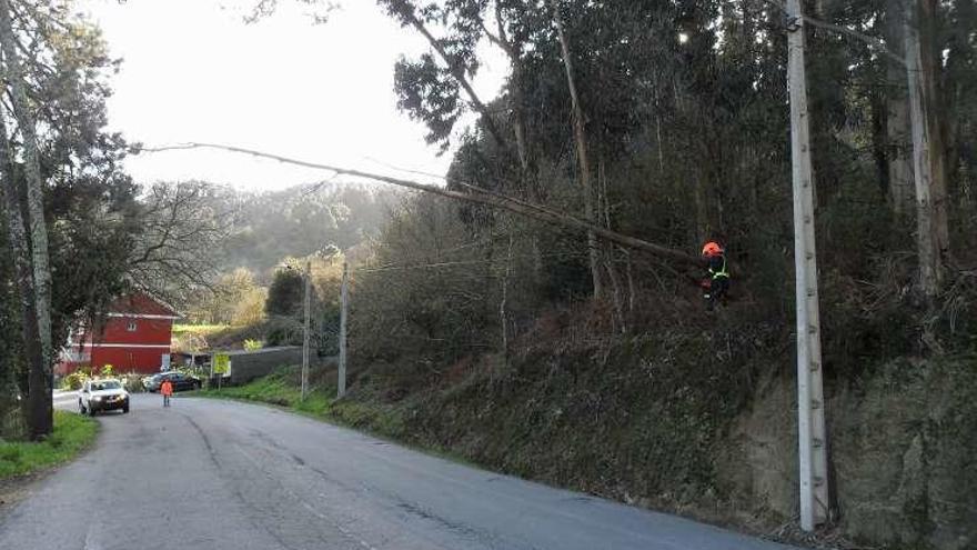 El árbol sobre el vial Iglesario-Vilariño. // S.Á.