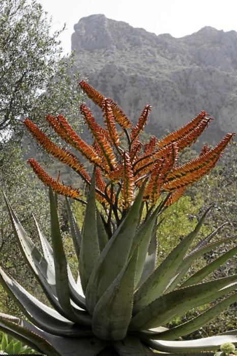 In Ariant blühen die mediterranen Pflanzen um die Wette. In dem von Heidi Gildemeister entworfenen Garten wird vieles den Launen der Natur und dem Zufall überlassen. Aber nicht alles.