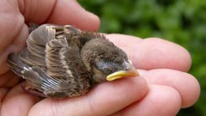 Pájaro caído del nido
