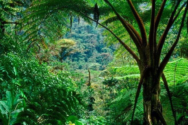 Parque nacional Tapantí